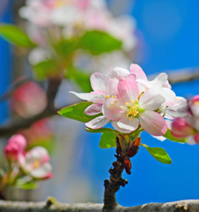 苹果花