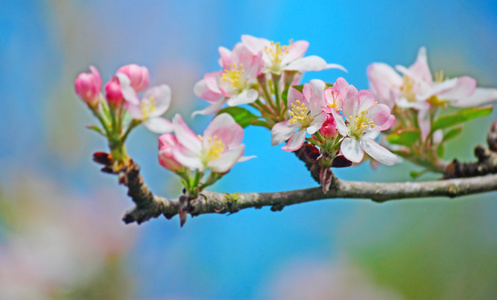 苹果花关闭