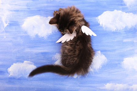 与纸翅膀的小猫