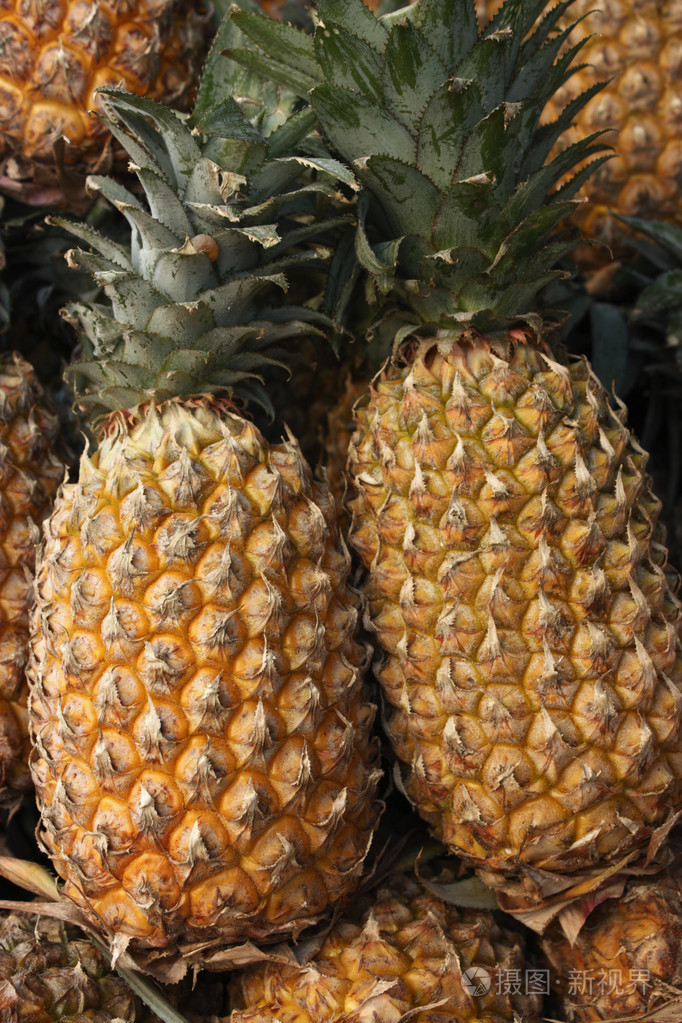 菠萝或凤梨