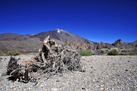 泰德特内里费岛，3718 m.金丝雀是