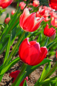 美丽的红色郁金香花 郁金香花园领域
