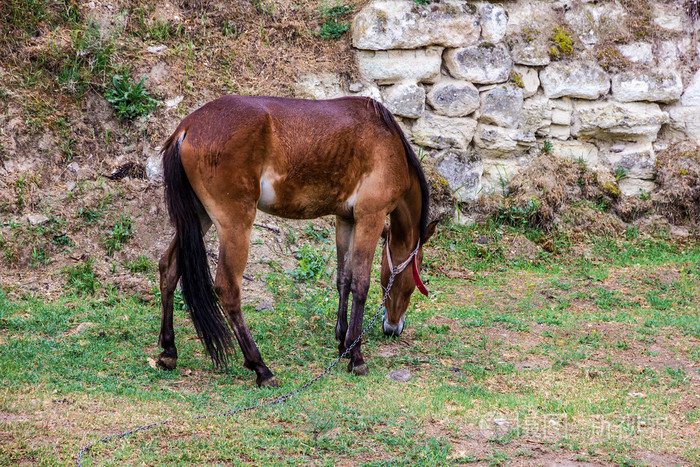 在土耳其的小型马