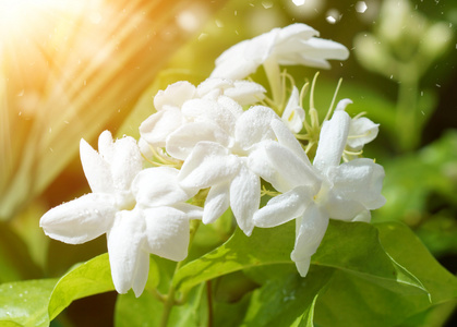 茉莉花树上开花