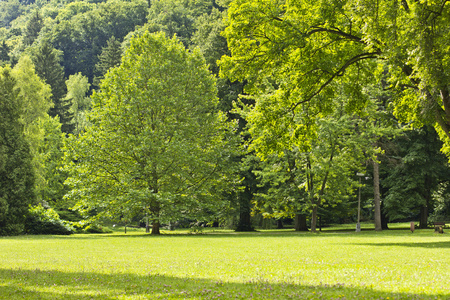 亮绿色的树木，在公园上晴朗的一天