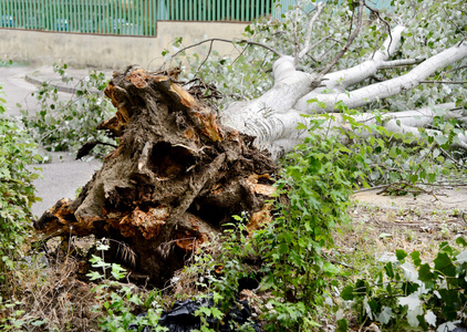 断的树风害图片