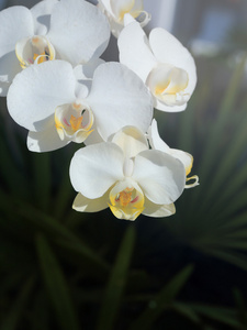 白色胡姬热带花卉