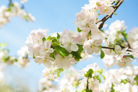 苹果树花