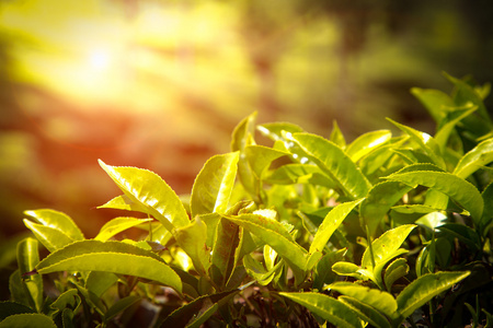 茶叶的特写。在印度茶叶种植园