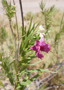 辣椒龙花