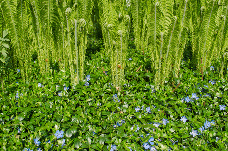 蓝色的小花和花园蕨类植物图片