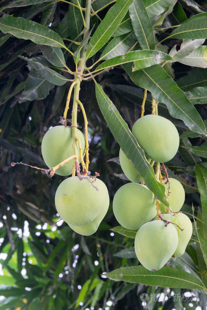 在一棵芒果树上的芒果
