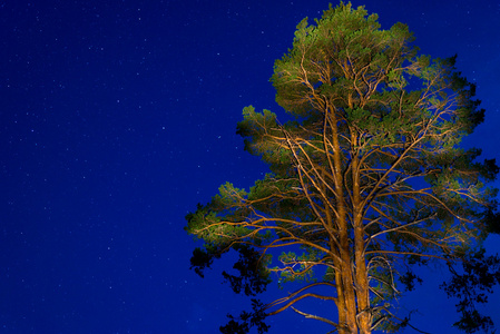 夜空中的树图片