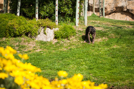 里斯本动物园里的黑猩猩