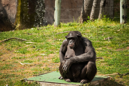 里斯本动物园里的黑猩猩