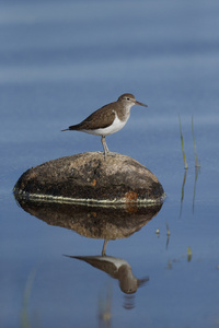 常见矶，tringa hypoleucos