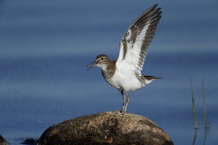 常见矶，tringa hypoleucos