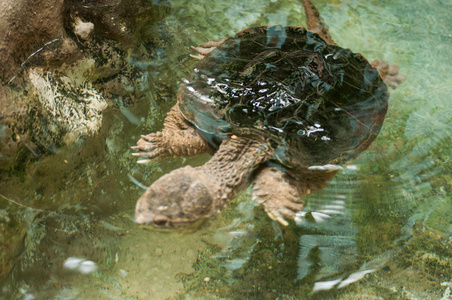 游泳龟