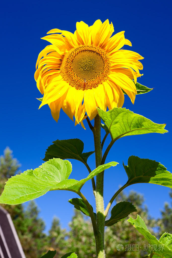 美丽的向日葵