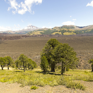 araucarias 在 malalcahuello 公园，智利