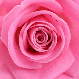 粉色的玫瑰，作为背景