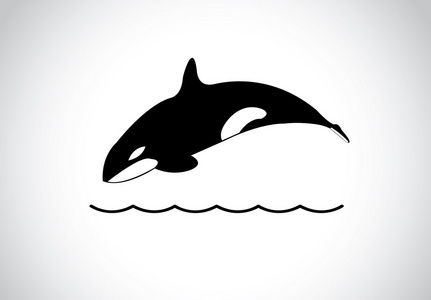 大年轻快乐自由跳海海面逆戟鲸。黑色和白色的逆戟鲸虎鲸游和跃出海面和潜水回大海   概念插画艺术