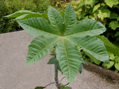 油料植物的绿色巨大的叶子