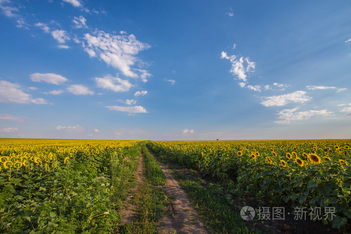 夏天风景与麦田