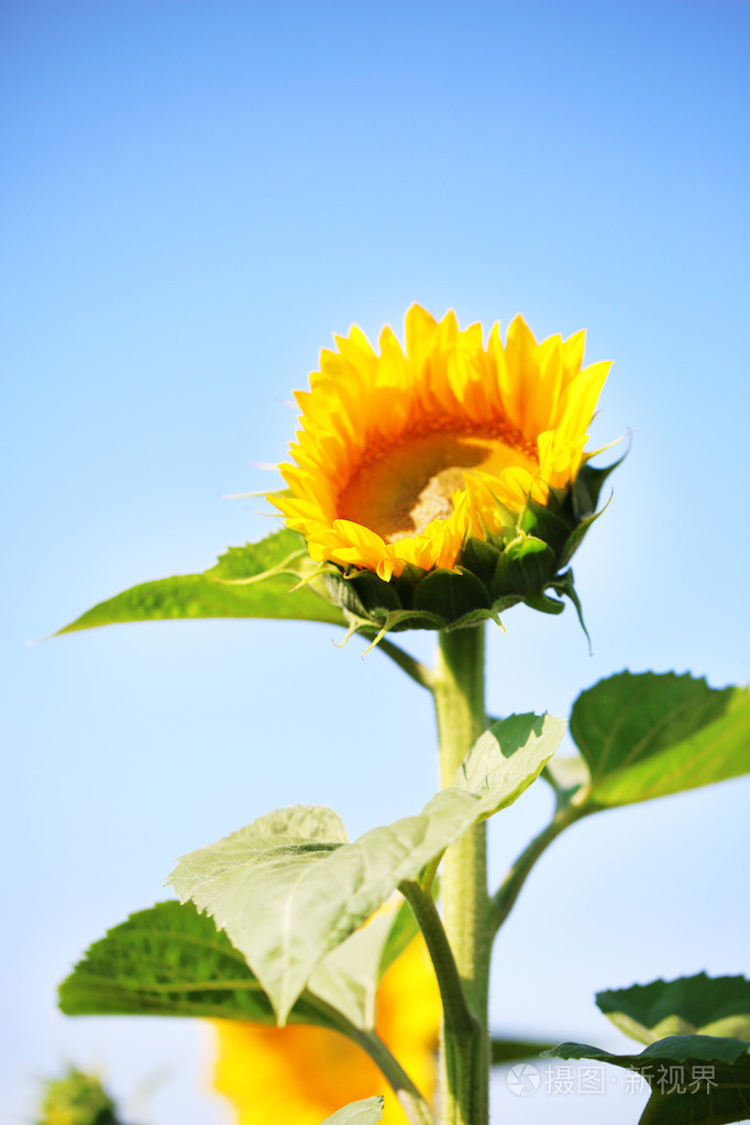 美丽的向日葵在字段