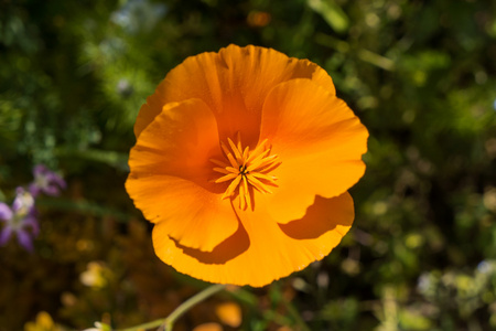 橙色夏季花