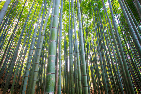 京都竹森林 日本