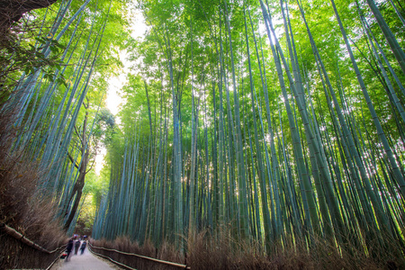 京都竹森林 日本