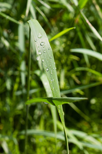 奶奶上的雨滴