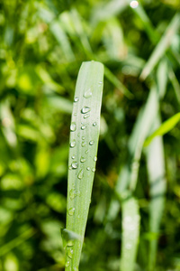 奶奶上的雨滴