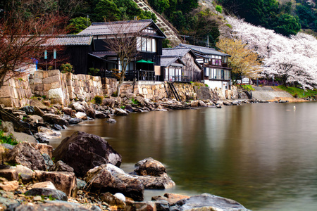 樱花季节在德川崎日本