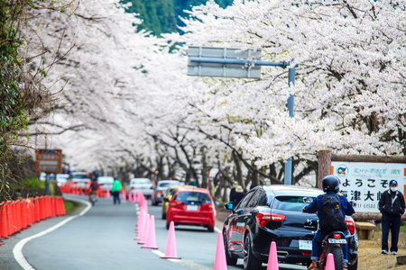 樱花季节在德川崎日本