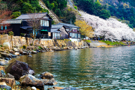 樱花季节在德川崎日本