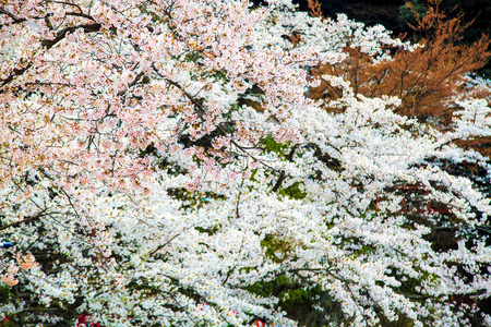 樱花季节在德川崎日本