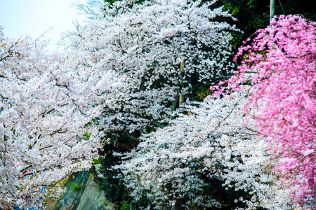 樱花季节在德川崎日本