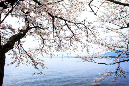 樱花季节在德川崎日本图片