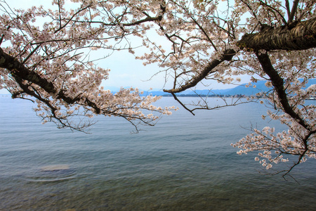 樱花季节在德川崎日本