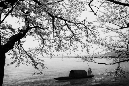 樱花季节在德川崎日本图片