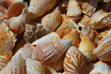 海贝壳收集在海洋为收藏家图片