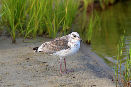 草原田鼠图片大全