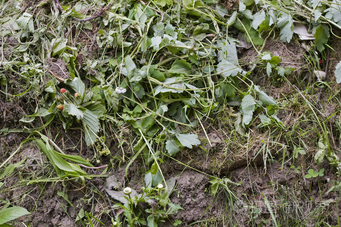 腐烂的草垃圾