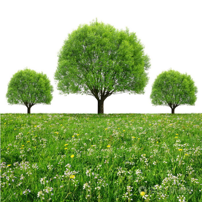 草地上的树木