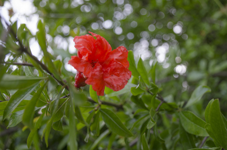 石榴花