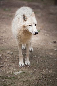 北极狼 极地狼或白狼