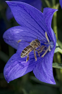 蜜蜂从花飞向你