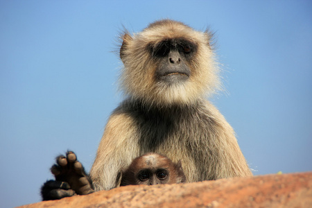 灰叶 semnopithecus dussumieri 抱着一个婴儿坐在 ra